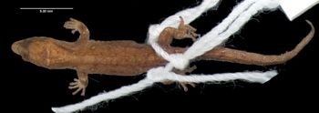 Media type: image;   Herpetology R-81119